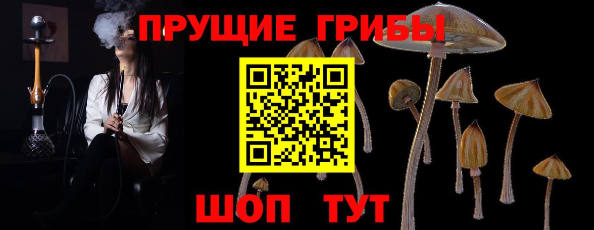 Галлюциногенные грибы Psilocybine cubensis Саяногорск